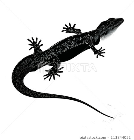 Black silhouette of a lizard on white background. Black silhouette of a lizard on white background. 113844031