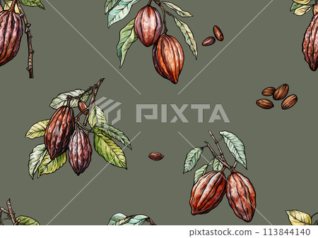 Cacao Beans, chocolate. Vector illustration. In botanical style 113844140