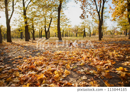 Concept of a dog walking and running on a leash in a public park. 113844185