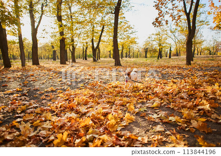 Concept of a dog walking and running on a leash in a public park. Concept of a dog walking and running on a leash in a public park. 113844196