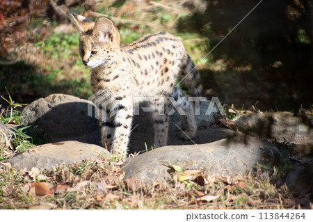 Serval Baby Serval Baby 113844264