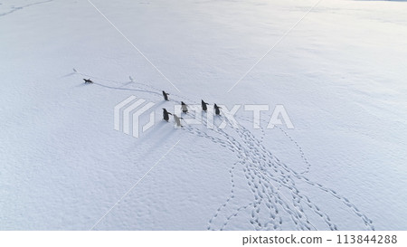Funny Gentoo Penguin Walk Antarctic Snow Aerial View. Wildlife Habitat Group Travel Antarctica Surface with Track. Polar Winter Nature Scenery Overview Drone Top 113844288
