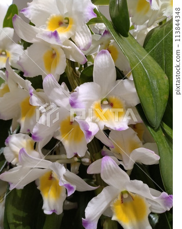 白色蘭花,漂亮的白色蝴蝶蘭 白色蘭花,漂亮的白色蝴蝶蘭 113844348