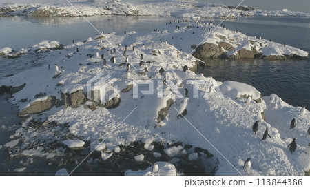 Penguins stand on a snow-covered island. Gentoo penguin colony rest on frozen ice rock shore. South wildlife bird group. 113844386