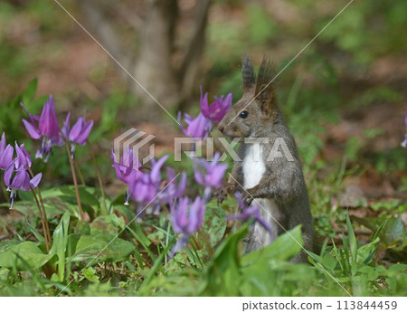 Katakuri and Ezoris Katakuri and Ezoris 113844459