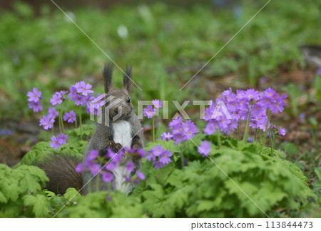 Ezo primrose and Hokkaido squirrel Ezo primrose and Hokkaido squirrel 113844473