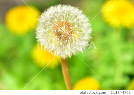 Spring scenery, the arrival of spring, spring images, dandelions 113844761