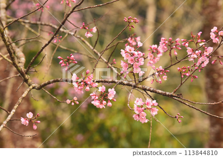 Phaya suae flower Phaya suae flower 113844810