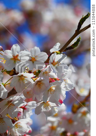 Cherry blossoms at Goryokaku Park before they reach full bloom 113844888