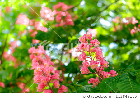 七葉樹花盛開 113845119