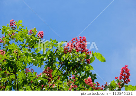 七葉樹花盛開 113845121