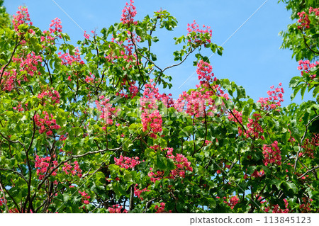 七葉樹花盛開 113845123