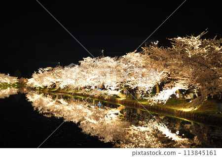 Spectacular view of illuminated cherry blossoms at night in Hirosaki Park 113845161