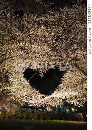 Hirosaki Park's famous cherry blossom heart Hirosaki Park's famous cherry blossom heart 113845504
