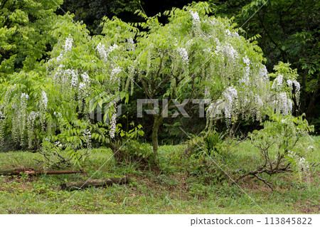 古老雨林中春天紫藤盛開的壯觀景色 古老雨林中春天紫藤盛開的壯觀景色 113845822