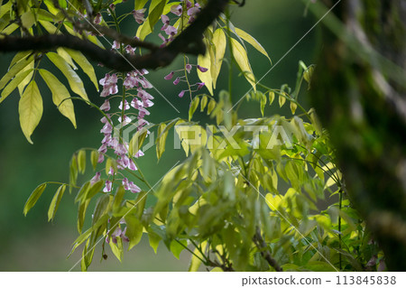 Spectacular view of spring wisteria blooming in the ancient rainforest Spectacular view of spring wisteria blooming in the ancient rainforest 113845838