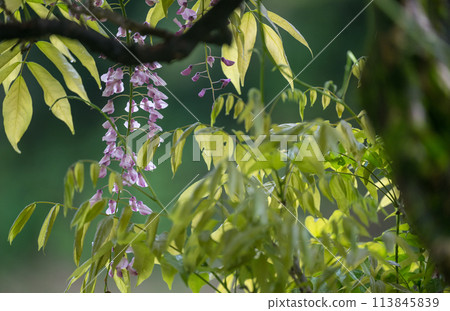 Spectacular view of spring wisteria blooming in the ancient rainforest Spectacular view of spring wisteria blooming in the ancient rainforest 113845839