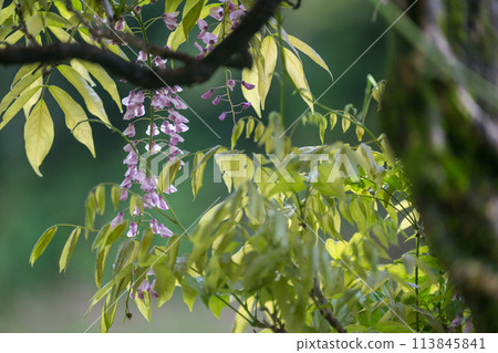 Spectacular view of spring wisteria blooming in the ancient rainforest 113845841
