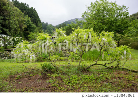 古老雨林中春天紫藤盛開的壯觀景色 113845861