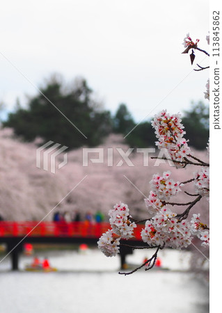 弘前公園櫻花盛開的壯麗景色 弘前公園櫻花盛開的壯麗景色 113845862