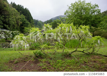 古老雨林中春天紫藤盛開的壯觀景色 113845863