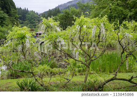 Spectacular view of spring wisteria blooming in the ancient rainforest 113845866