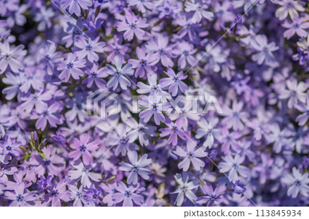 藍苔福祿考/奧金頓藍眼 113845934