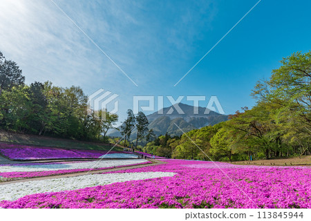 Moss Phlox at Hitsujiyama Park in Chichibu and Mount Buko Moss Phlox at Hitsujiyama Park in Chichibu and Mount Buko 113845944