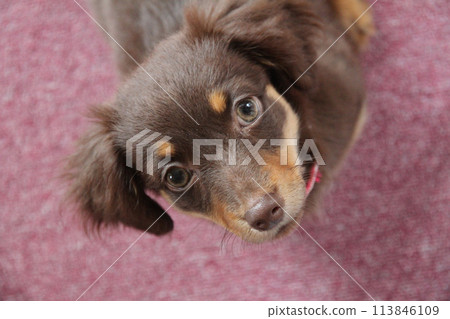 Chiwax 小狗抬頭 113846109