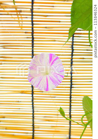 Morning glory morning glory morning glory Morning glory morning glory morning glory 113846324