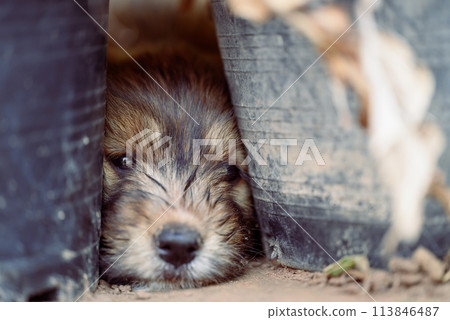 Cute puppy lying on the ground between plant pot in summer season, Thailand 113846487