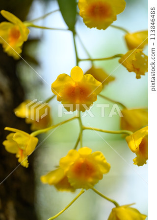 Yellow orchid flower (Dendrobium chrysotoxum) blooming in summer season, Thailand 113846488