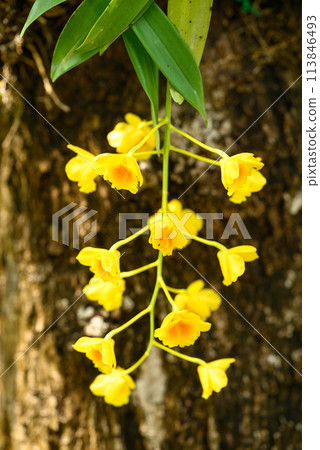 Yellow orchid flower (Dendrobium chrysotoxum) blooming in summer season, Thailand 113846493