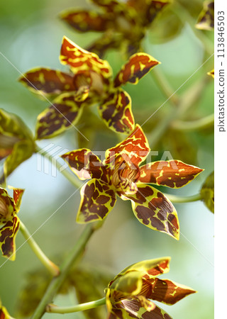 Orchid flower (Grammatophyllum speciosum blume) blooming in Thailand 113846503