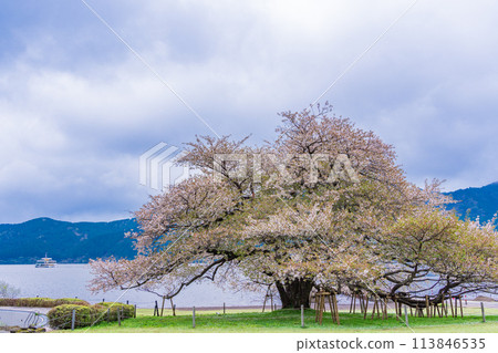<Kanagawa Prefecture> Lake Ashi, Hakone-en, and a single cherry tree by the lake <Kanagawa Prefecture> Lake Ashi, Hakone-en, and a single cherry tree by the lake 113846535