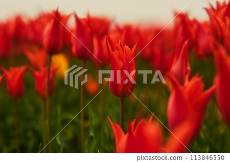 Crimson tulip Crimson tulip 113846550