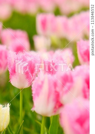 Beautiful tulip flower Beautiful tulip flower 113846552
