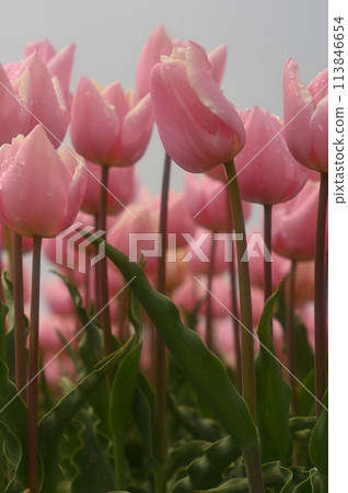 鬱金香花，微距攝影 113846654