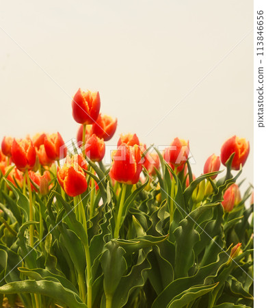 紅色鬱金香 113846656