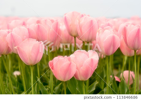 Pink tulips are blooming in abundance Pink tulips are blooming in abundance 113846686