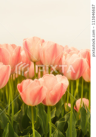 Pink tulips blooming on a white background Pink tulips blooming on a white background 113846687