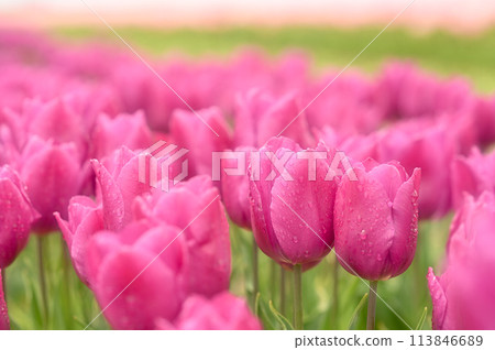 Pink tulips blooming in the tulip field 113846689
