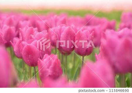 Pink tulips blooming in the tulip field 113846690