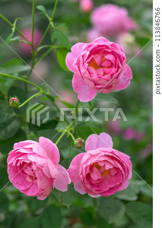 在美麗的自然光下閃耀的玫瑰花[Cardinal de Richelieu]特寫攝影（Hana Asomi） 113846766