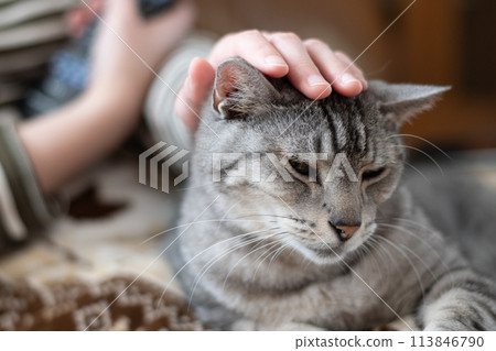 Stroking a cat Sabatra cat 113846790