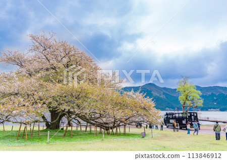 Tourists looking at a cherry blossom tree and an amphibious bus at Lake Ashi, Hakone-en Garden, Kanagawa Prefecture Tourists looking at a cherry blossom tree and an amphibious bus at Lake Ashi, Hakone-en Garden, Kanagawa Prefecture 113846912