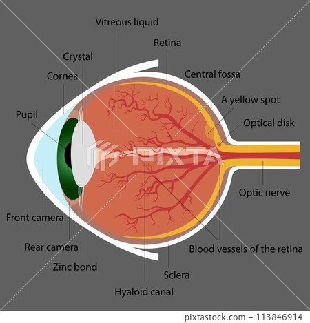 structure of the human eye. 113846914