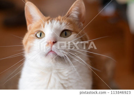 Staring cat, brown tabby white 113846923