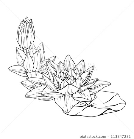 Lotus Flowers with leaves Sketch. Black outline vector illustration painted by black inks. Hand drawn Etched Line pattern with blooming waterlily for decor, wallpaper, poster, banner, card Lotus Flowers with leaves Sketch. Black outline vector illustration painted by black inks. Hand drawn Etched Line pattern with blooming waterlily for decor, wallpaper, poster, banner, card 113847281