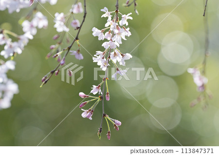 Cherry blossoms and balls blur Cherry blossoms and balls blur 113847371